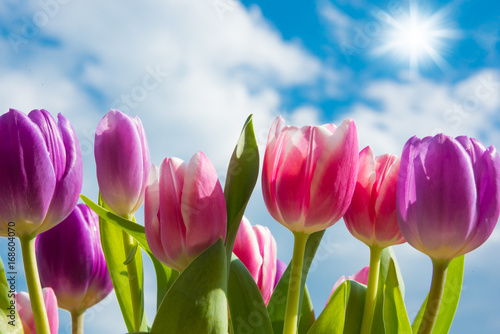 Pink and violet tulips growing outdoors