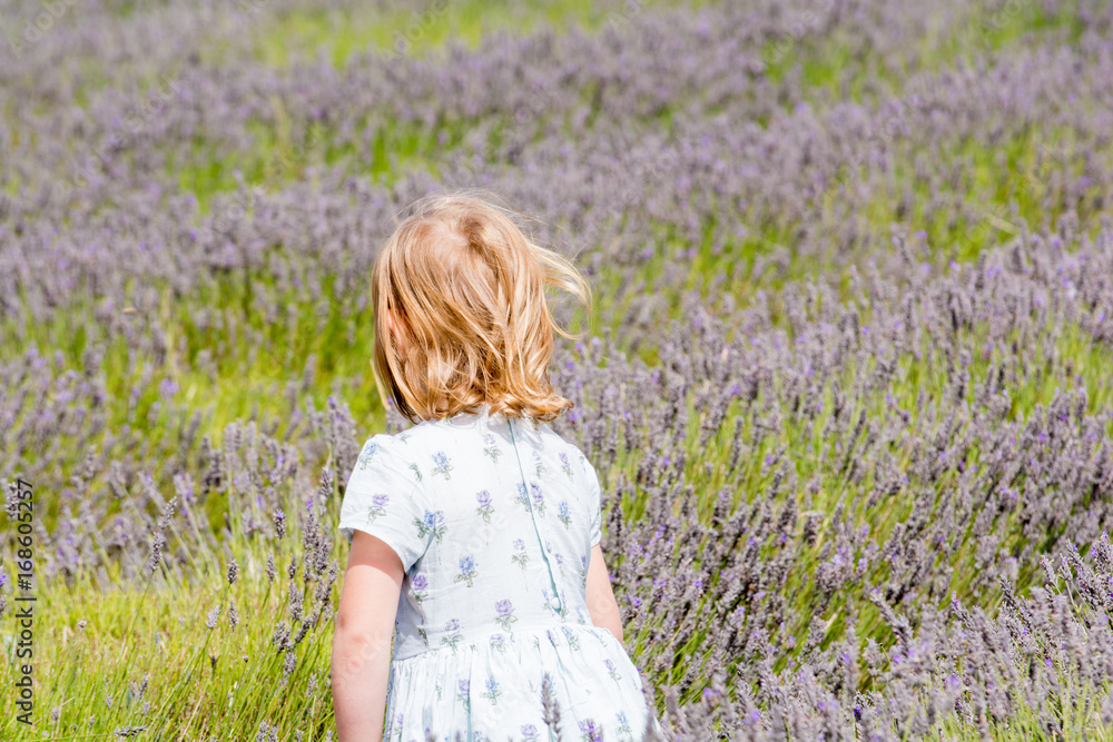 Young girl picking flowers in a summer meadow, child is collecting lavender Young girl picking flowers in a summer meadow, child is collecting lavender