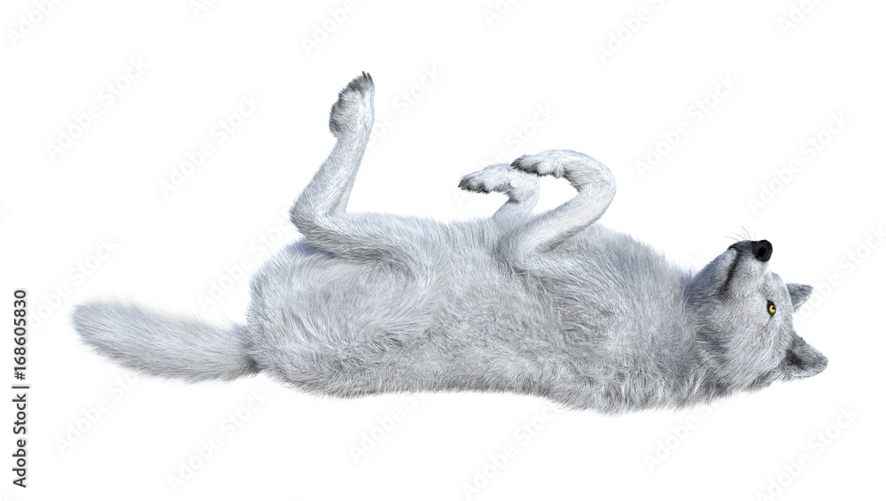 Fototapeta premium 3D Rendering Arctic Wolf on White