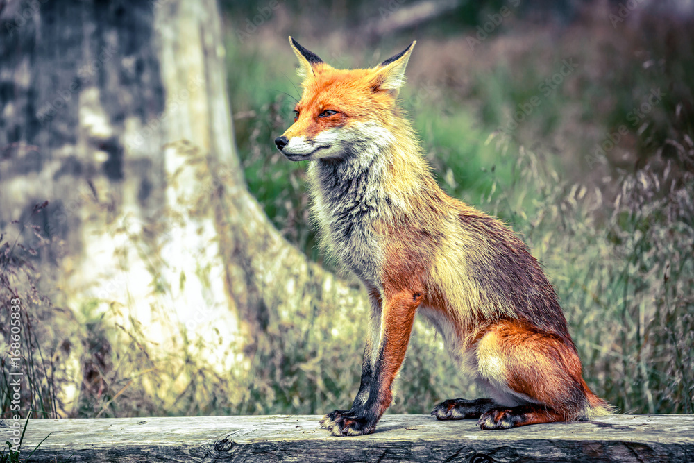 Fox in forest Fox in forest