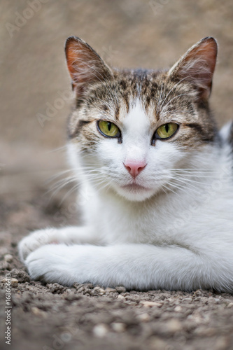 Cat lying on ground