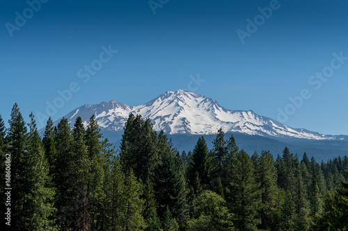 Mount Shasta Looms Over Pine Trees
