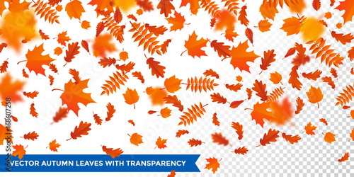 Autumn falling leaves pattern transparent background maple, oak, birch, cestnut leaf fall