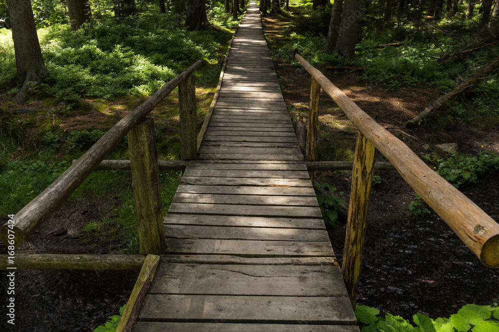 Narrow path lit by soft spring sunlight. Forest spring nature. Spring forest natural landscape with forest trees Narrow path lit by soft spring sunlight. Forest spring nature. Spring forest natural landscape with forest trees