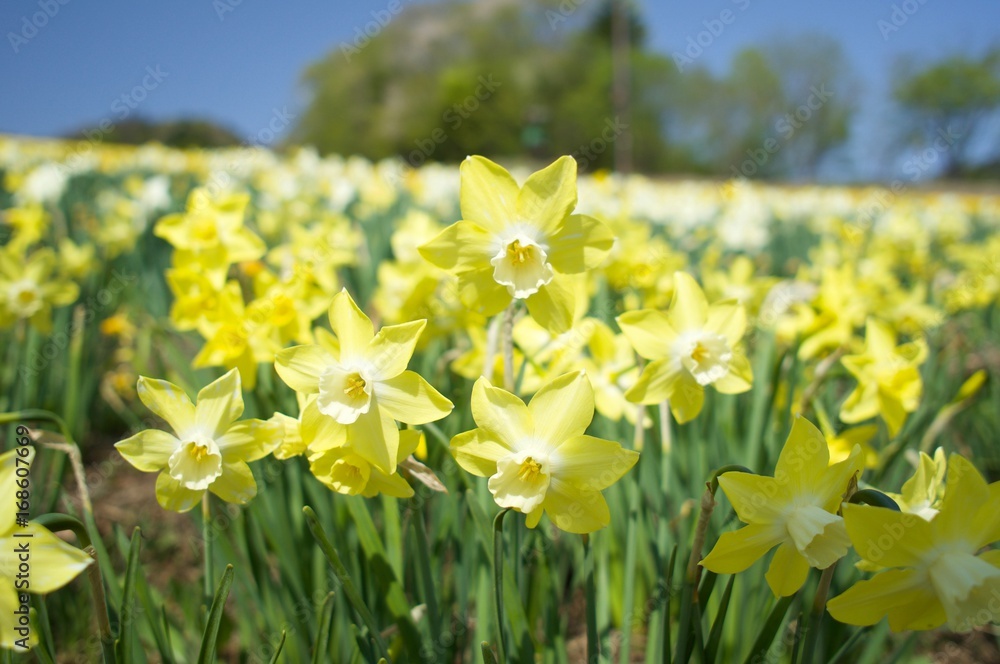 Obraz premium 黄色の水仙