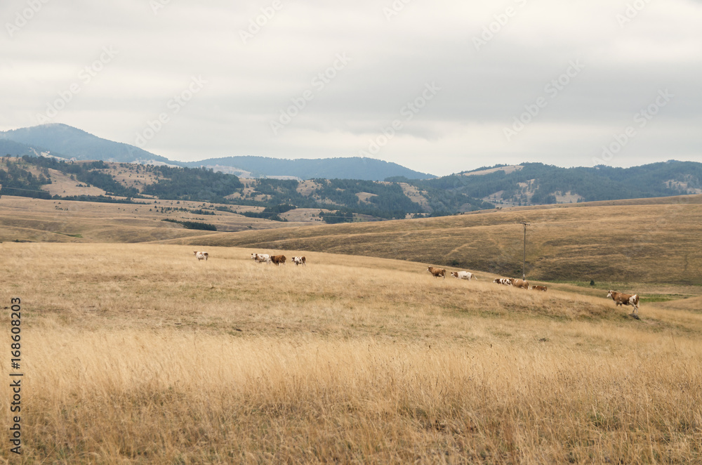Cows in distance on a mountain field, grazing 