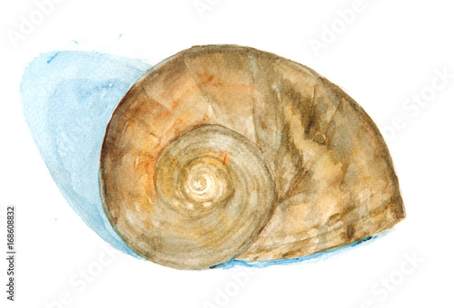 Shell on white background, watercolor paining