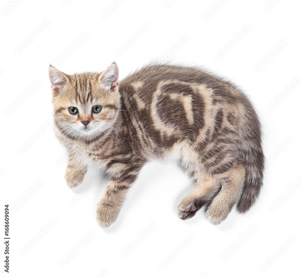 Lying kitten cat top view isolated
