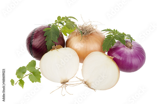 Variety of Onions Isolated   