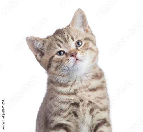 Satisfied funny cat portrai...