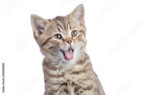 Surprised funny cat portrait isolated