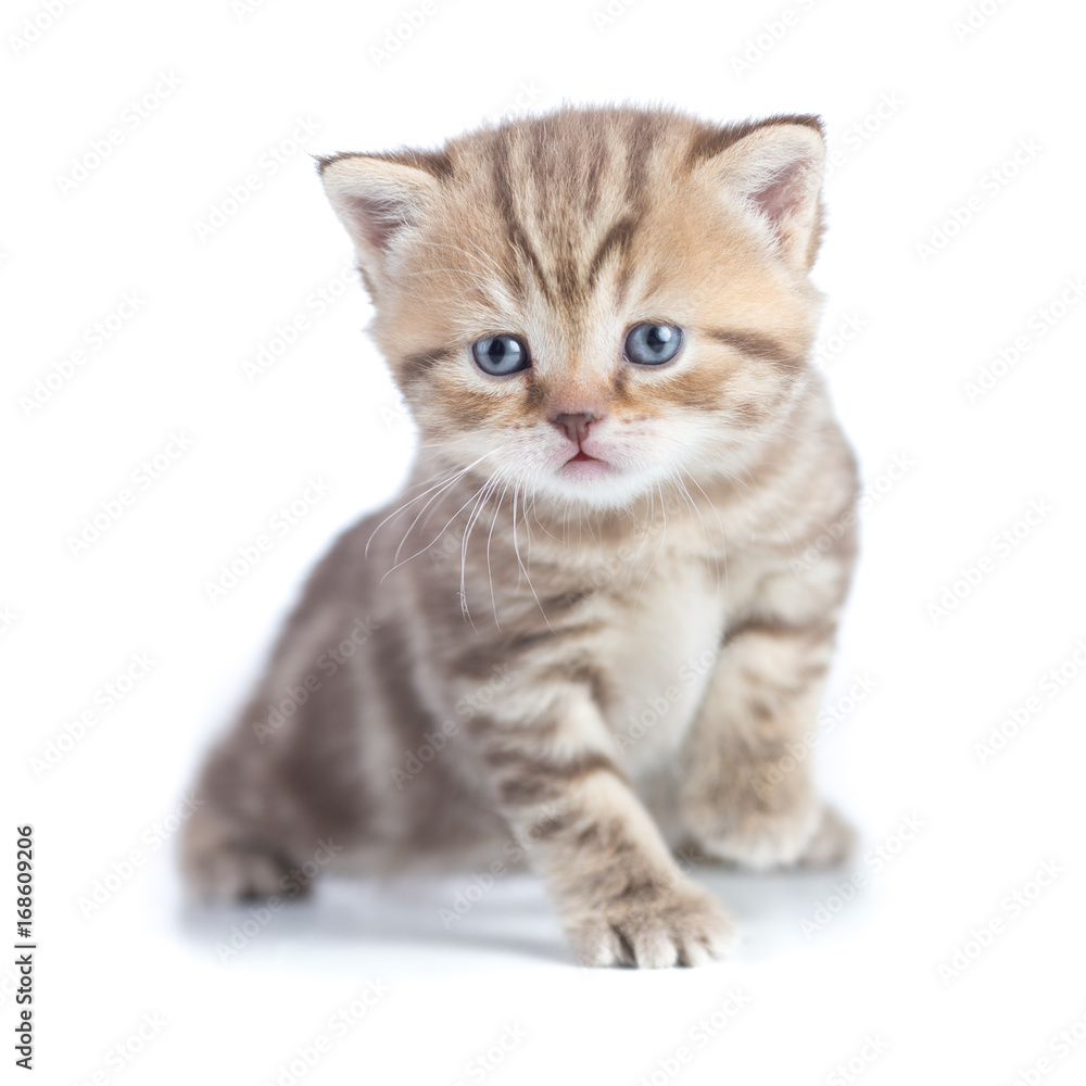 Young baby cat sitting isolated Young baby cat sitting isolated