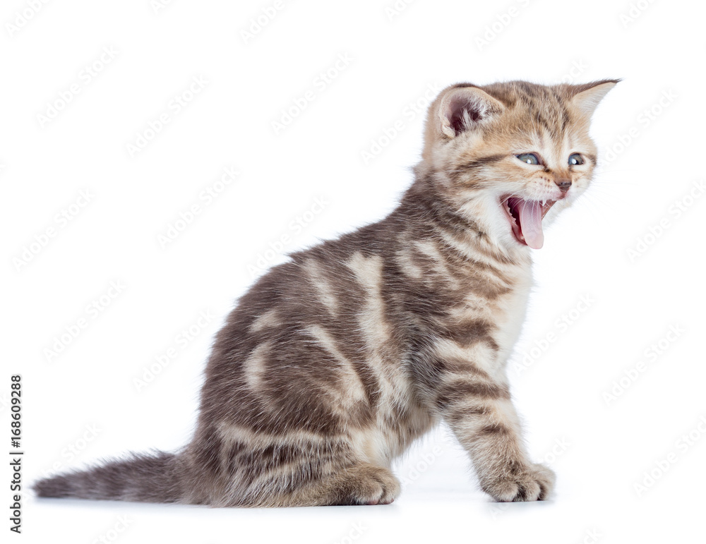 Yawning young cat isolated Yawning young cat isolated