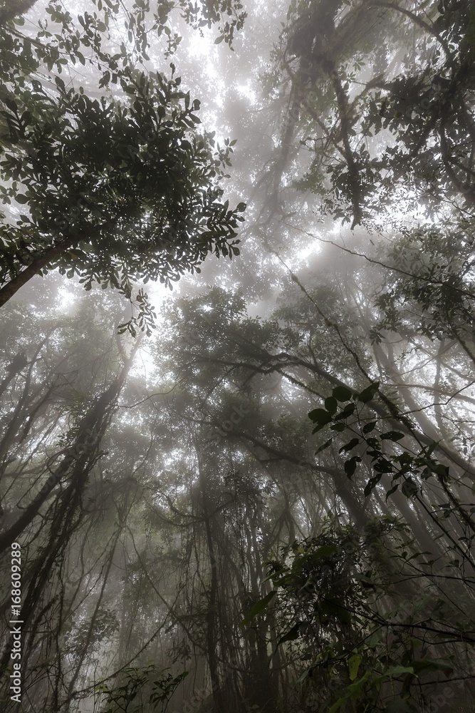 Fototapeta premium Misty Thailand jungle early morning