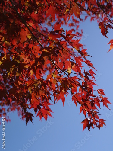 楓の紅葉