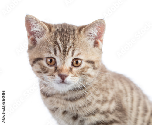 funny cat portrait isolated