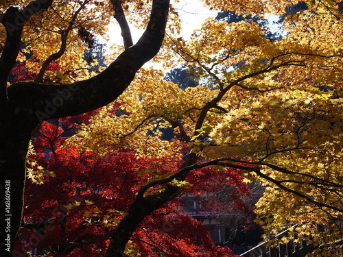 赤と黄色の楓の紅葉