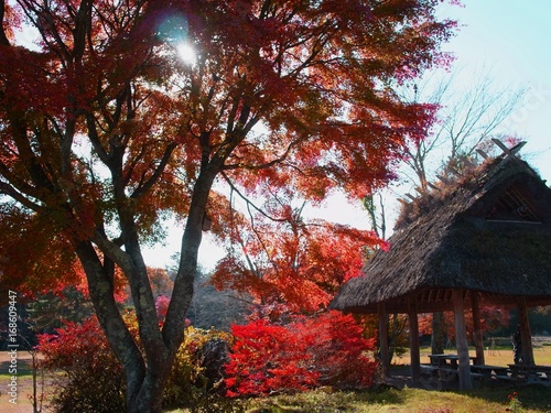 楓の紅葉と茅葺きの東屋