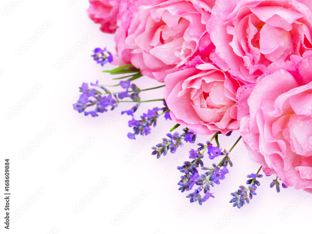 Obraz premium Pink curly roses and lavender in the corner of the white background