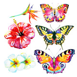 beautifu tropical  butterflies and flowers,watercolor,isolated on a white