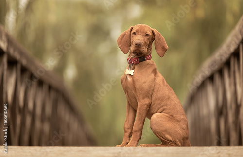 Beautiful hungarian vizsla dog on the wooden bridge photo