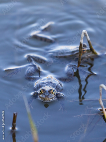 Frogs sitting in water