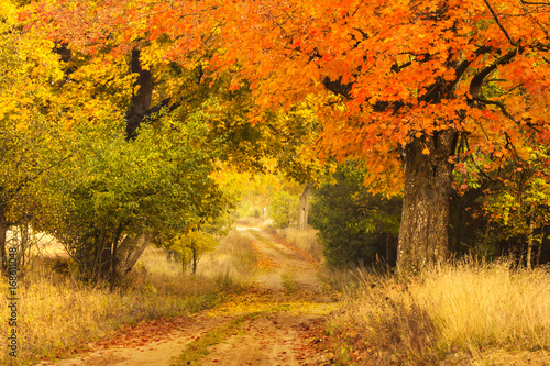 Colorful autumn park./ Kashubia,Poland