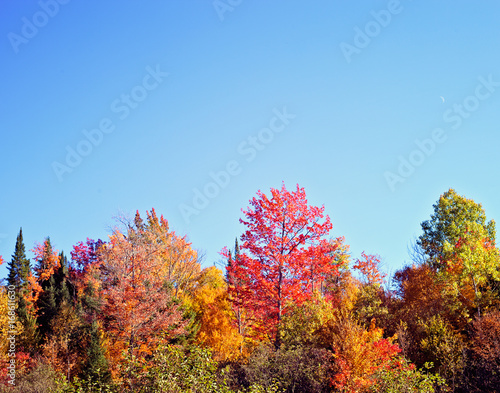 Vintage fall or autumn foliage