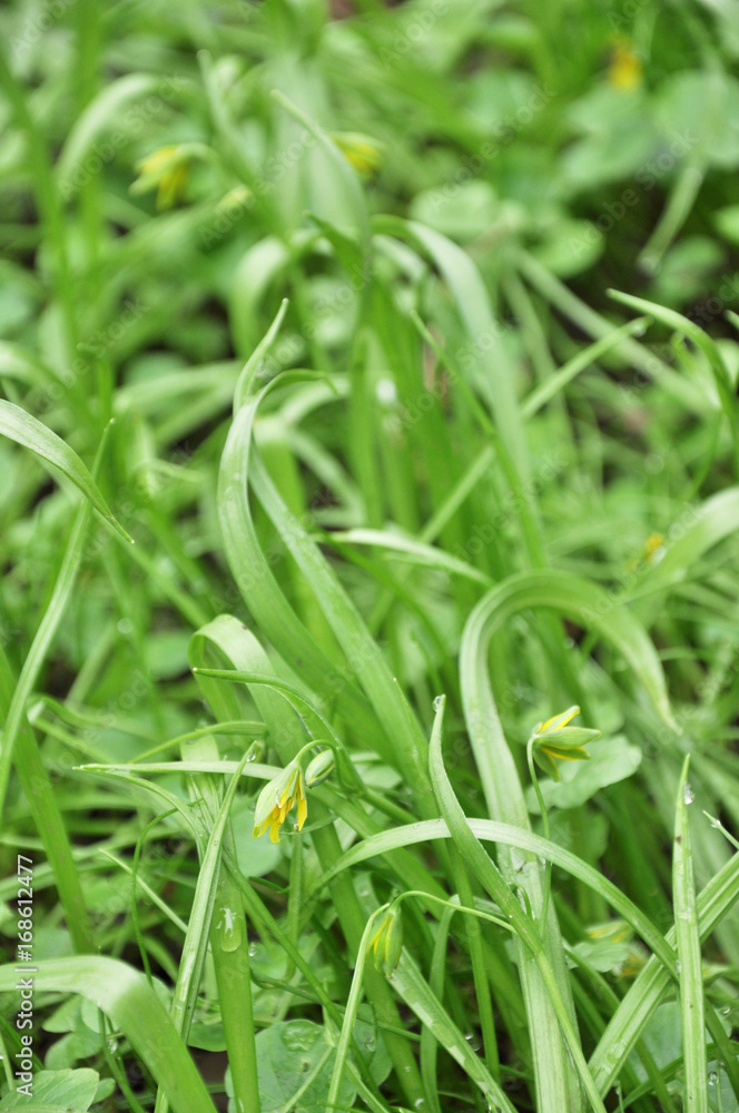 Obraz premium Small yellow spring flowers