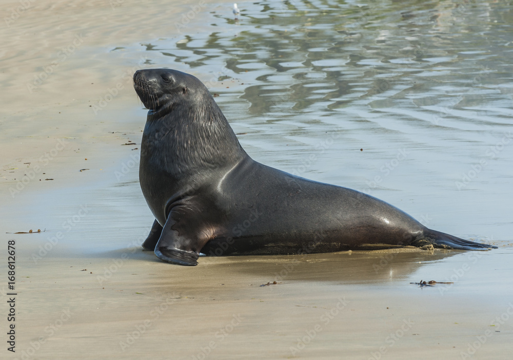 Naklejka premium Sea Lion