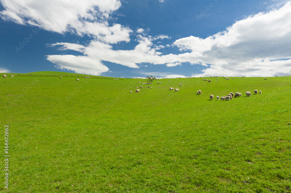 Obraz premium Sheep in the New Zealand