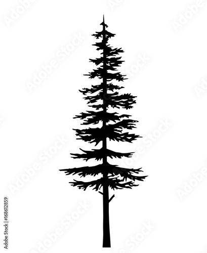 Fényképezés Conifer fir tree black silhouette