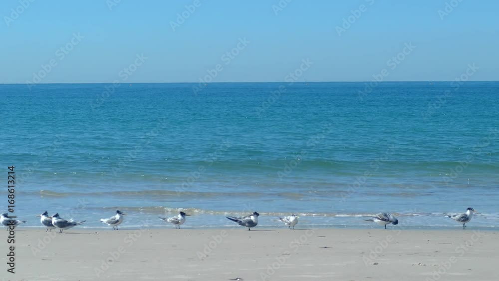 Wide shot of quiet beach with waves rolling in with seagulls on a sunny day. Wide shot of quiet beach with waves rolling in with seagulls on a sunny day.