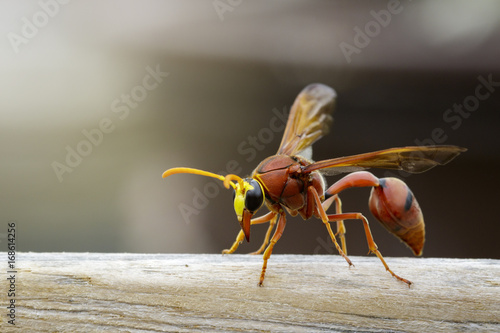 Image of potter wasp (Delta sp, Eumeninae) on dry timber. Insect Animal photo