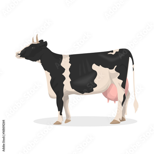 Isolated farm cow.