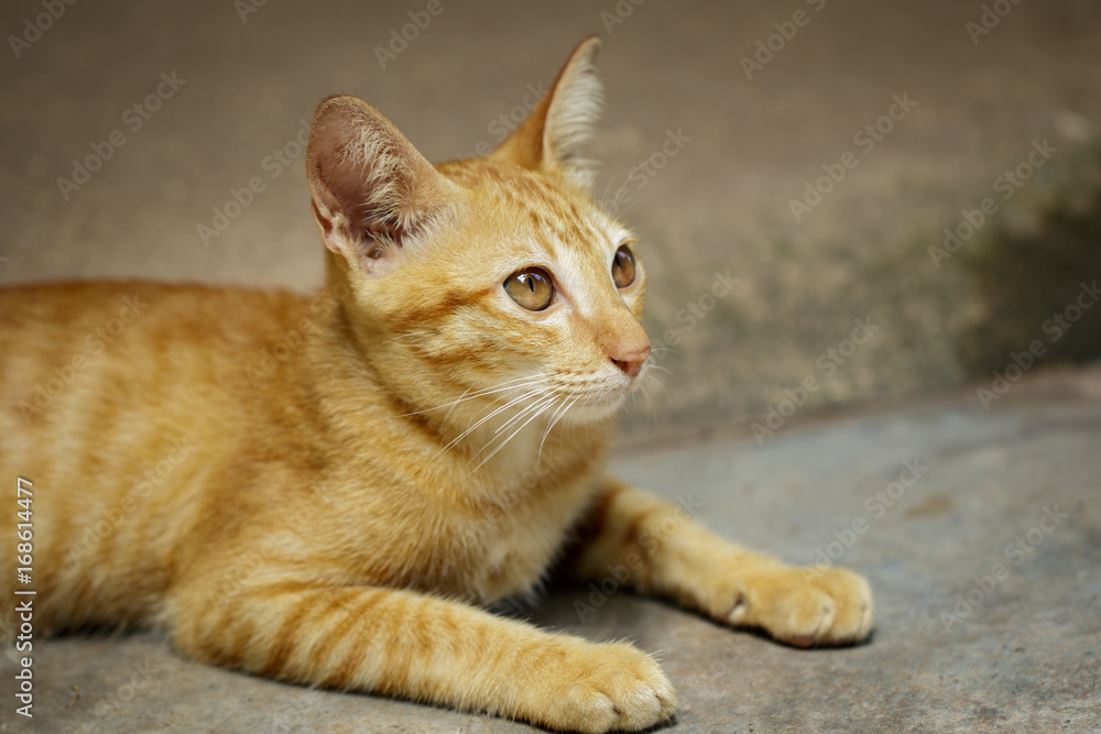 Image of a lovely cat. Pet Animal. Image of a lovely cat. Pet Animal.