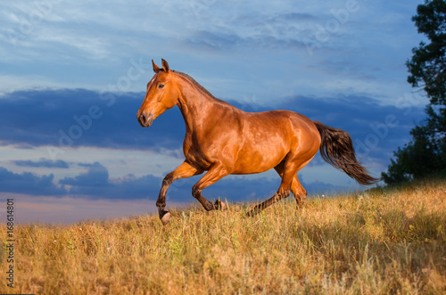 Bay horse runs on the grass on the sky background