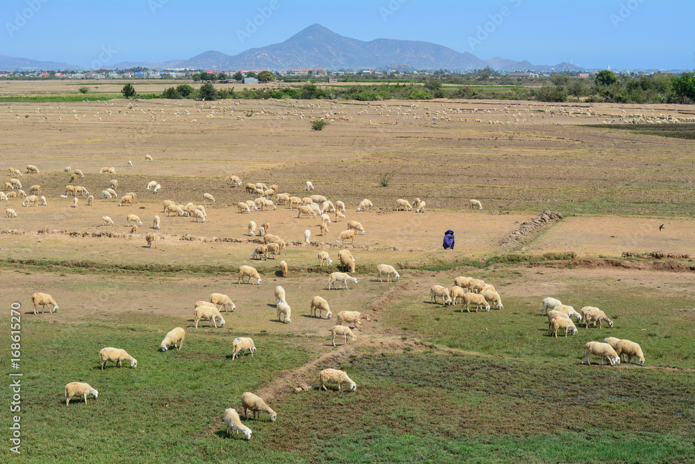 Fototapeta premium Cattle Farming in Phan Rang, Vietnam