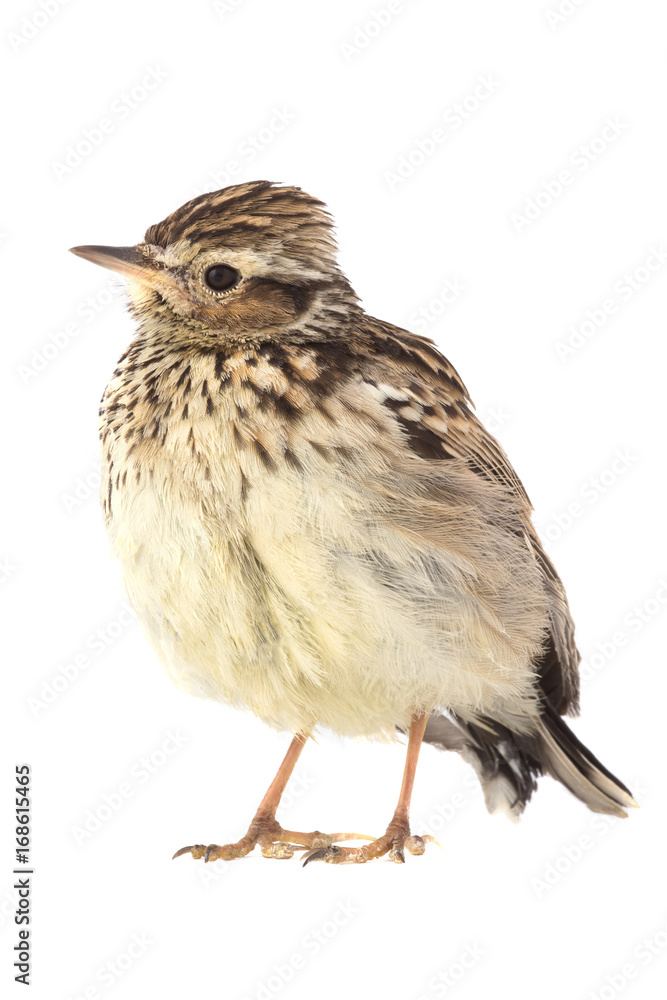 Naklejka premium Wood Lark