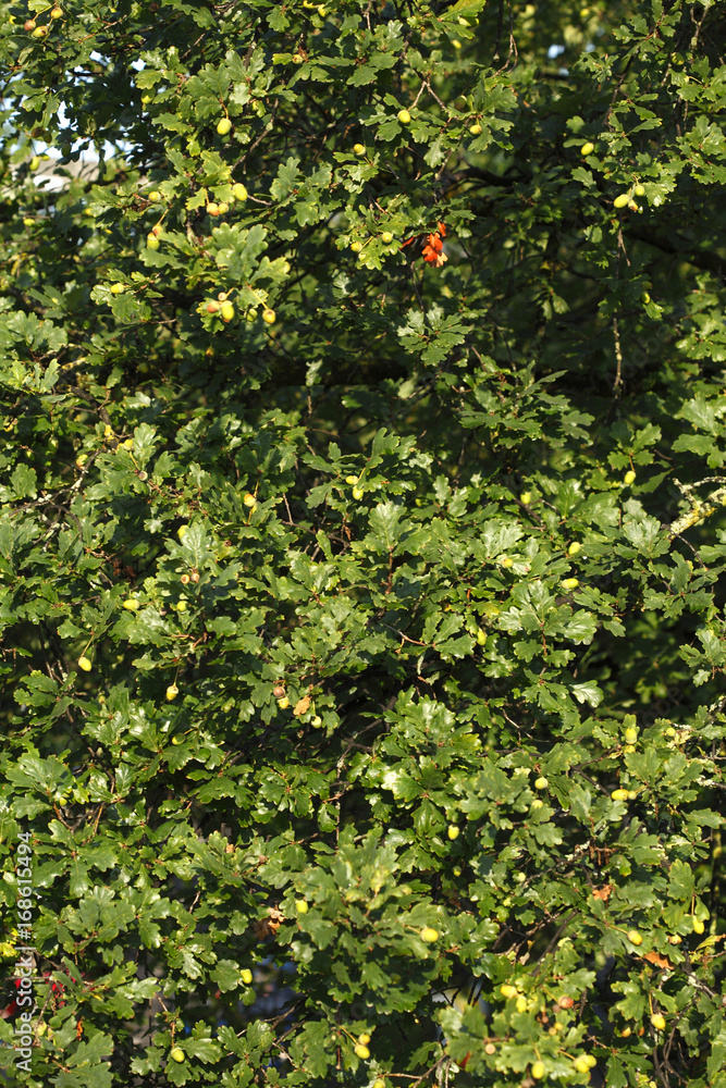 Eichenblätter und Eicheln an einem Baum