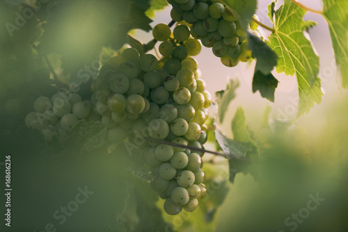 Weintrauben in den Weinbergen des Saale-Unstrut-Gebiets