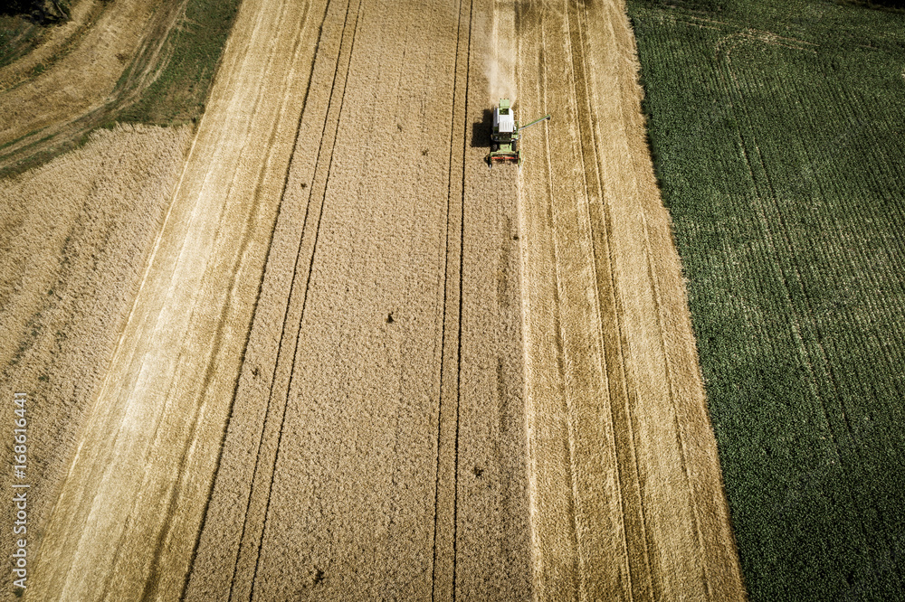Green combine harvester harvesting wheat on a field in Austria in summer Green combine harvester harvesting wheat on a field in Austria in summer