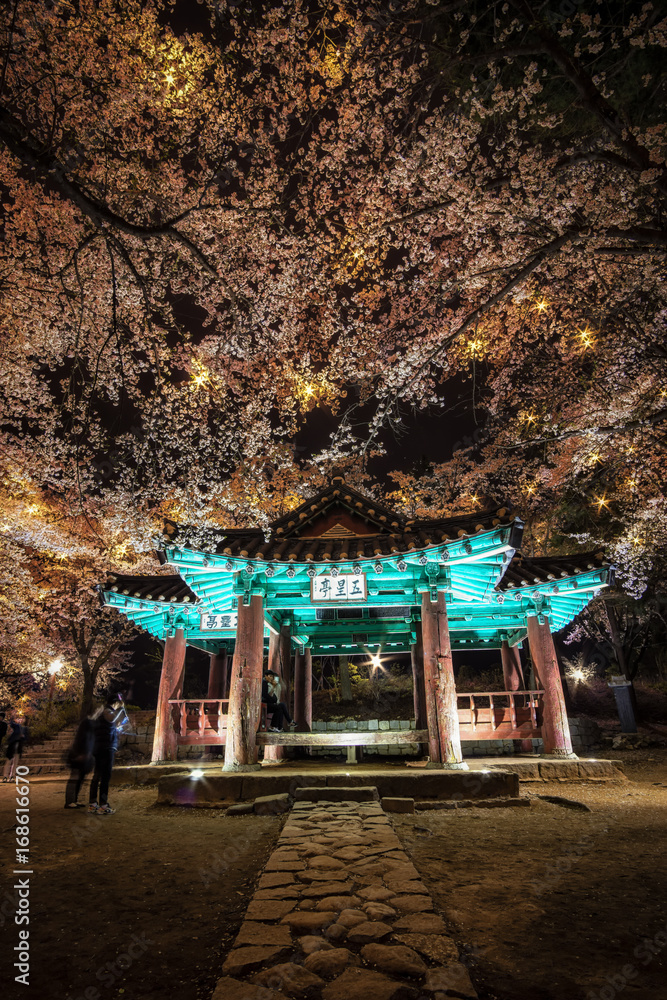 Fototapeta premium korean pagoda among cherry blossoms.