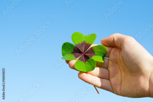 Hand holding fresh four leaf clover against blue sky. Close up. Lucky concept.