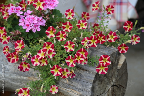 Fototapeta Naklejka Na Ścianę i Meble -  Petunia and geranium