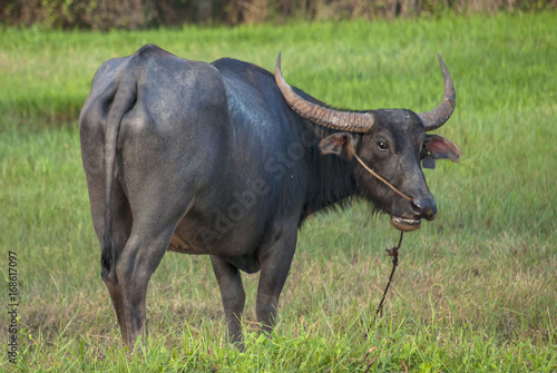 A tethered water buffalo grazes in the fields of eastern Thailand