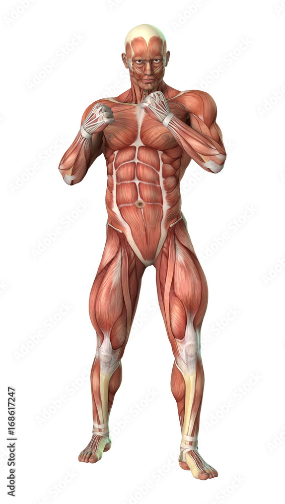 3D Rendering Male Figure Muscle Maps on White 3D Rendering Male Figure Muscle Maps on White