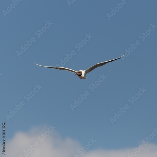 Seagull in the blue sky