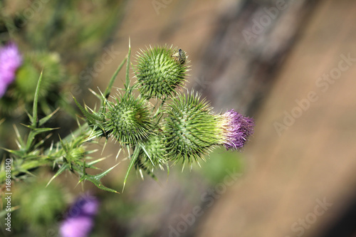 Thistle / Thistle is the common name of a group of flowering plants