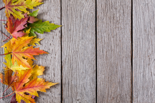 Fall season background, yellow maple leaves